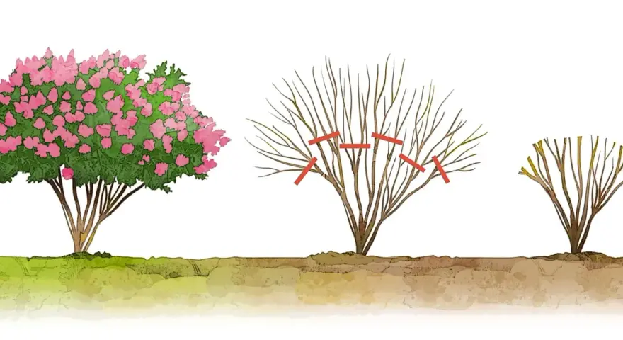 Illustrazione mostra una lagerstroemia in fiore, una potata e una da potare. La potatura è essenziale per la sua salute.