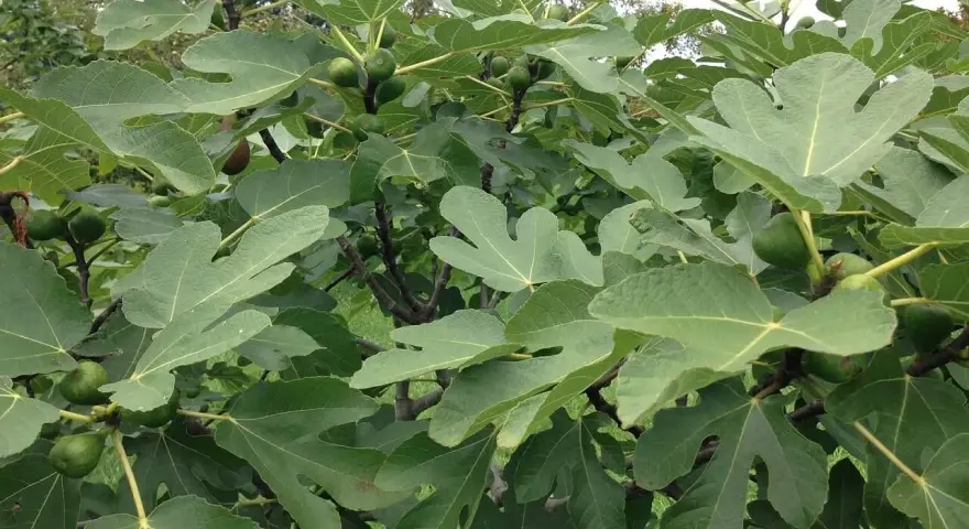 Fico rigoglioso con foglie verdi e frutti acerbi. Attenzione, le radici del fico sono pericolose e invasive, possono danneggiare fondamenta e tubature.
