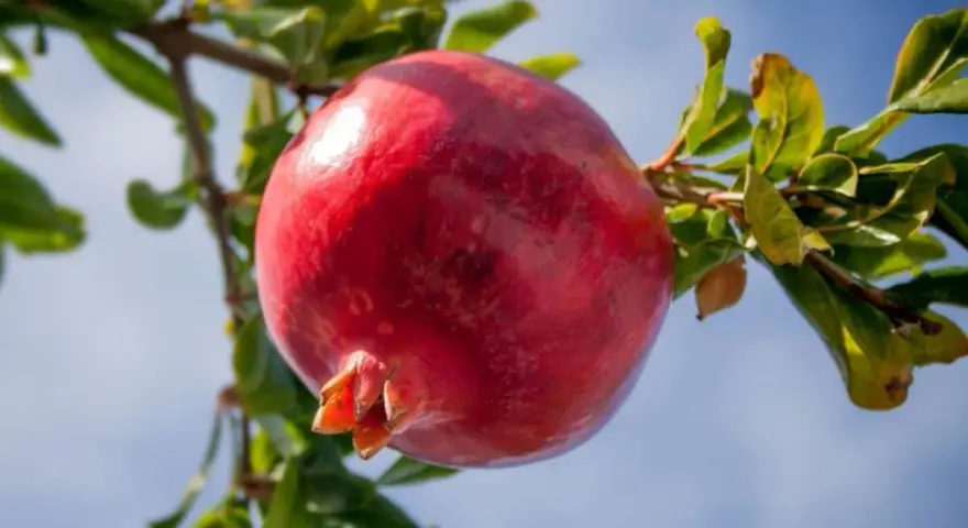 Il colore del melograno, una spiegazione visiva: un frutto maturo, rosso intenso, pende da un ramo con foglie verdi, sotto un cielo azzurro.