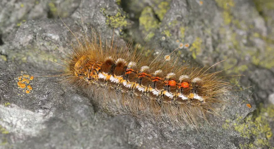 Un verme peloso marrone, con striature bianche e arancioni, si muove su una roccia coperta di licheni.