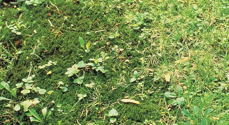 Tappeto di muschio verde con piccole piante infestanti e fili d'erba che spuntano.