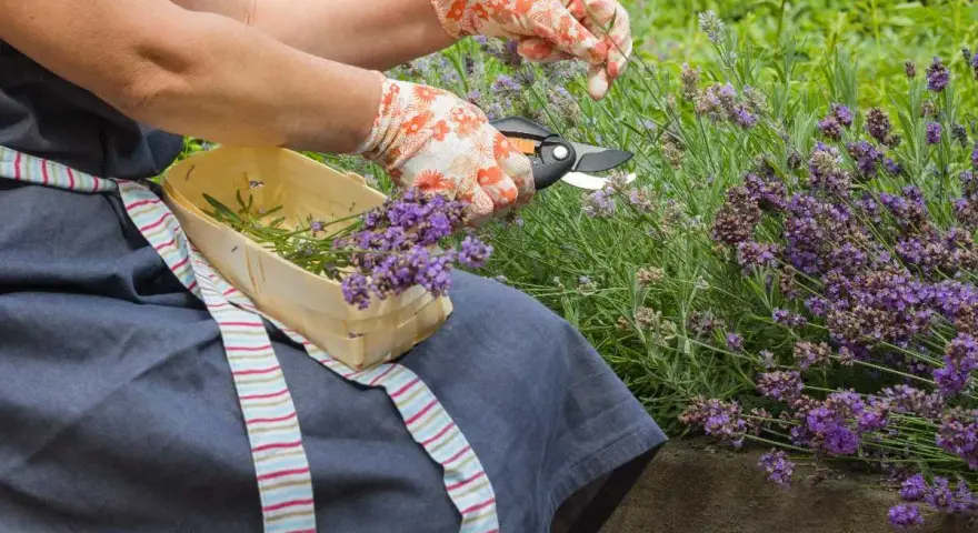 Mani guantate effettuano la potatura della lavanda, raccogliendo i fiori profumati in un cestino di legno.