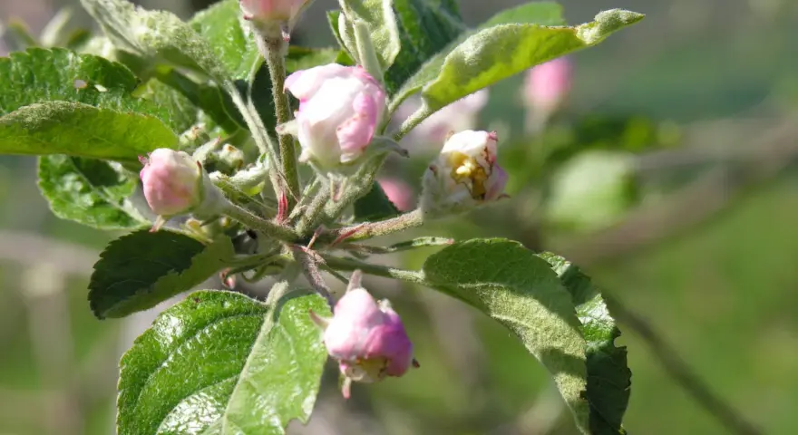 Boccioli rosa e foglie verdi su un ramo de il melo, promettono frutti succosi.