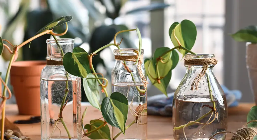 Trecce di piante in bottiglie di vetro, pronte per la riproduzione per talea. Radici che spuntano dall'acqua, un nuovo inizio.