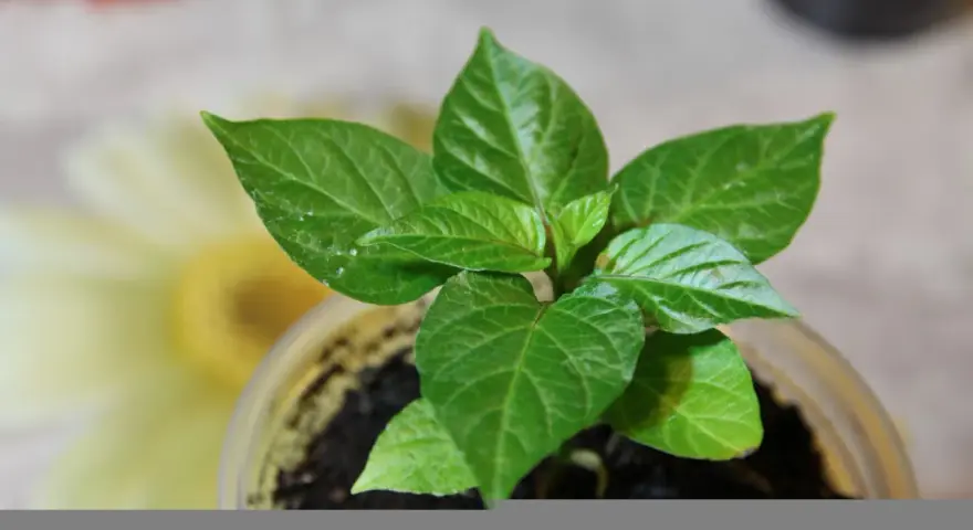 Pianta di peperoncino in vaso, con foglie verdi brillanti. Quanta acqua serve per farla crescere sana?
