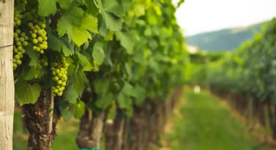 Filari di viti verdi cariche d'uva, un vigneto dove si coltiva la vite con cura.