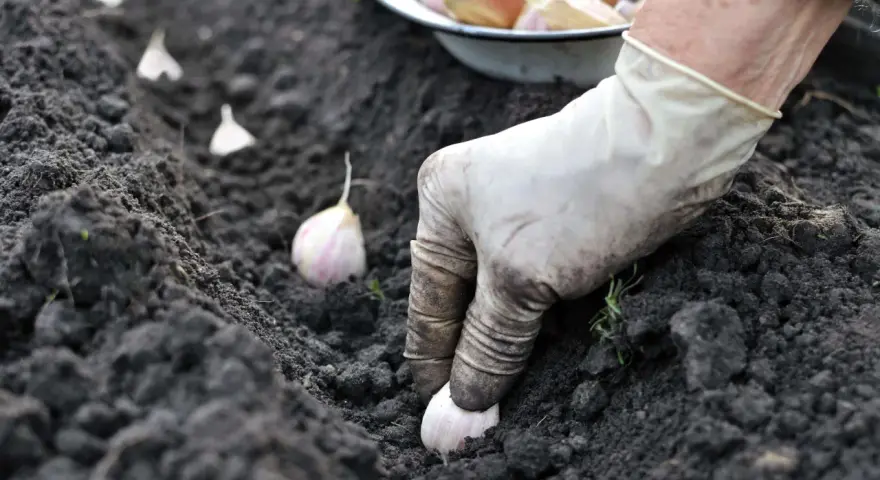 Mano guantata che pianta spicchi d'aglio nel terreno fertile. Segui questi semplici passaggi per imparare come piantare l'aglio e ottenere un raccolto abbondante.