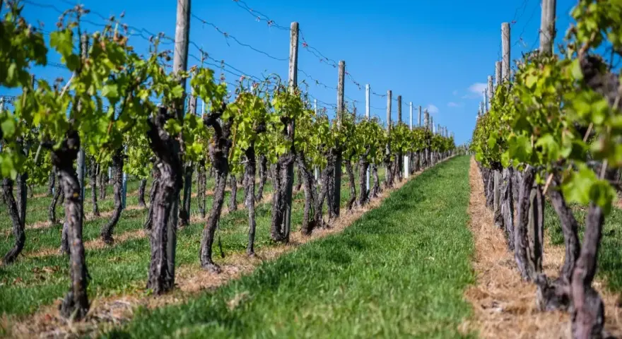 Filari di viti con tralci verdi e tronchi nodosi, pronti per l'innesto vite, sotto un cielo azzurro.