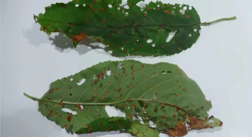 Foglie di ciliegio con macchie e fori, segni di corineo ciliegio.
