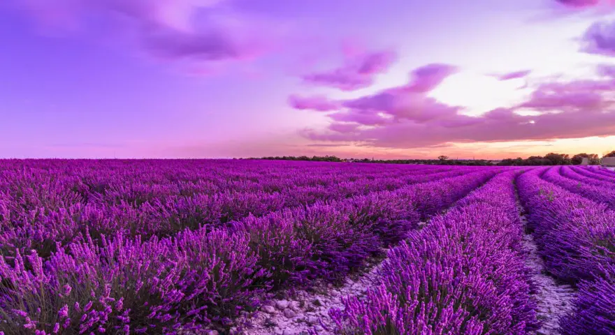 Un campo di lavanda viola intenso sotto un cielo crepuscolare rosa e viola. Un momento magico quando si raccoglie la lavanda, profumo nell'aria.