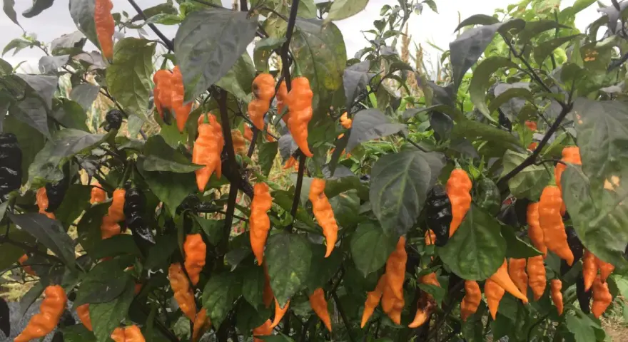 Piante cariche di peperoncini piccanti arancioni e neri, pronti per essere raccolti.