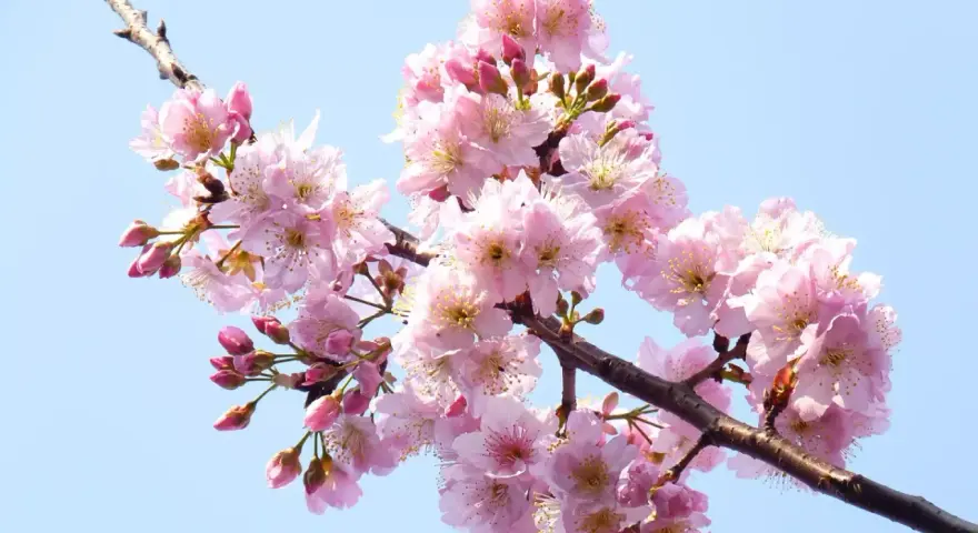 Un ramo di ciliegio in fiore, con petali rosa delicati e boccioli, pronto per un innesto primaverile.