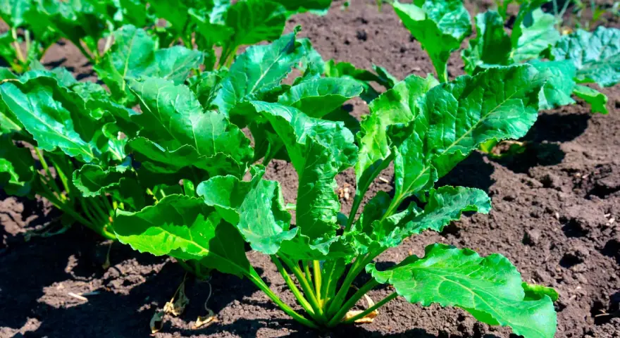 Cime di rapa verdi e rigogliose in campo, promettendo una ricca stagione di raccolto.