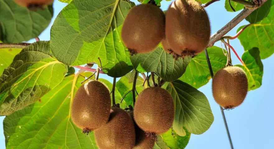 Kiwi maturi pendono dai rami, pronti per la potatura. Foglie verdi e cielo azzurro fanno da sfondo a questi frutti pelosi.
