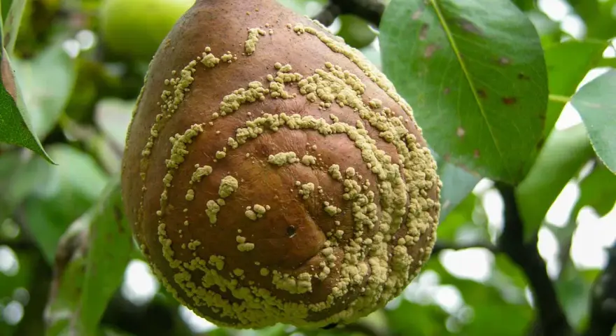 Pera colpita da monilia, con macchie giallastre. Si cerca un monilia trattamento biologico per salvare il raccolto.