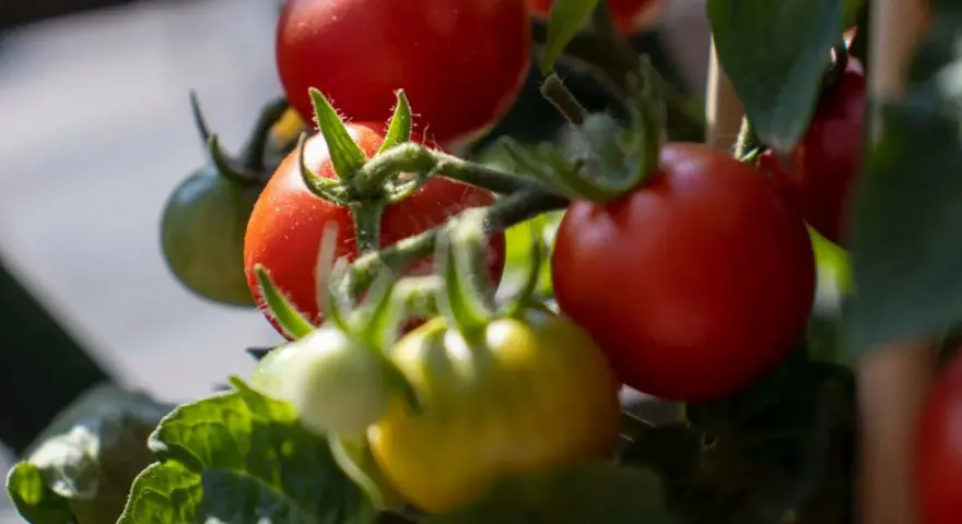 Pomodori maturi e acerbi, un tripudio di ortaggi estivi che promettono sapori succosi.