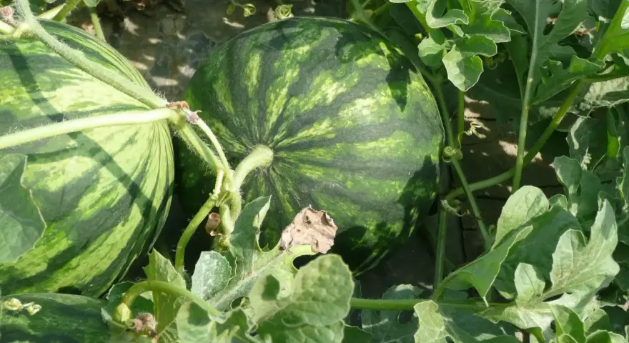 Angurie verdi a strisce scure, pronte per essere raccolte. Chissà a quanti mesi sono?