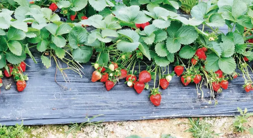 Fragole mature e verdi pendono da piante rigogliose su telo nero, un metodo efficace per come piantare le fragole con il telo.
