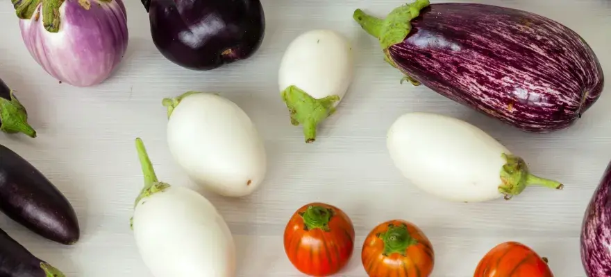 Una varietà di melanzane: lunghe e viola scuro, bianche ovali, striate viola e bianche, e piccole tonde arancioni.