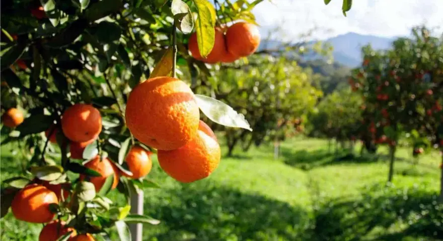 Aranci maturi pendono dai rami in un agrumeto, pronti per la raccolta. La potatura arancio è essenziale per la salute degli alberi.