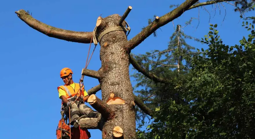Un arboricoltore esperto è impegnato a potare alberi alti, assicurando la sicurezza e la salute della vegetazione.