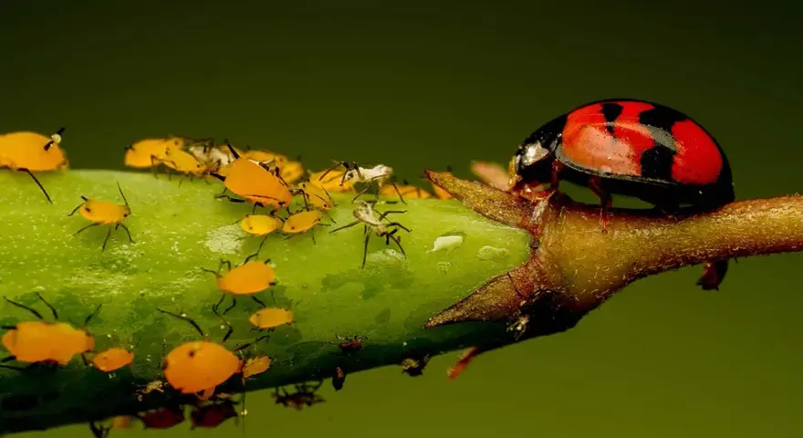 Coccinella rossa su un ramo verde, circondata da vari tipi di afidi gialli e neri.