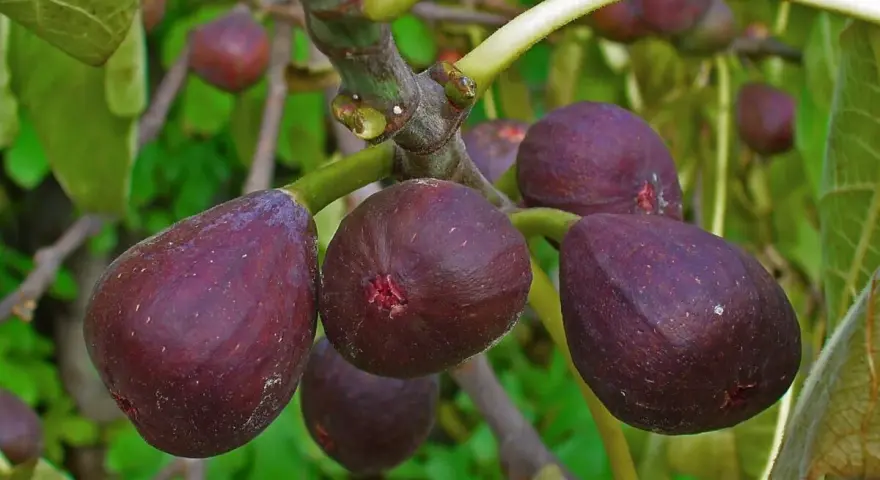 Fichi viola maturi pendono da una pianta di fico in vaso, pronti per essere raccolti.