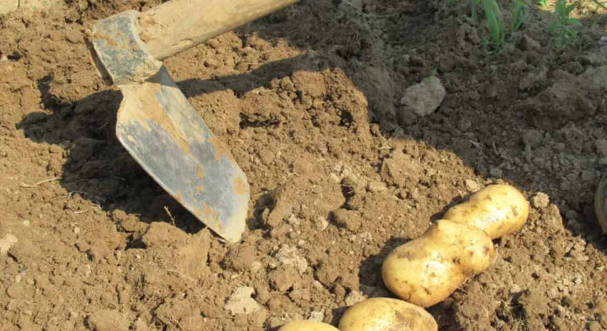 Zappa e patate appena raccolte dal terreno. Un momento di lavoro e soddisfazione quando si raccolgono le patate.