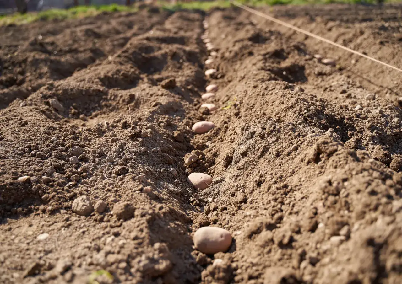Patate pronte per essere interrate in un solco, un preludio al raccolto quando si raccolgono le patate.