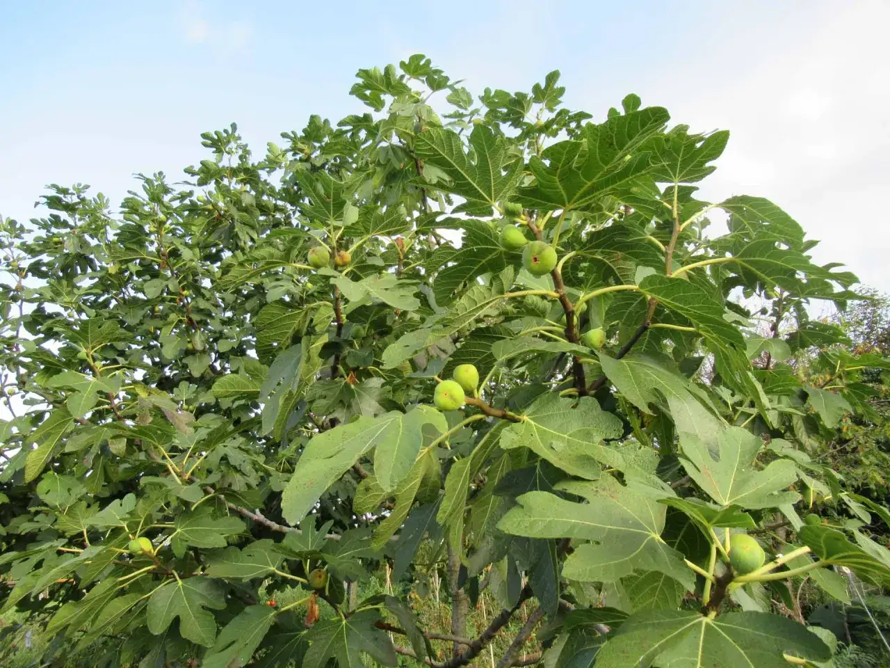 Albero di fico con frutti verdi. La risposta a dopo quanti anni fruttifica il fico &egrave; variabile, ma questa pianta mostra gi&agrave; i suoi doni.