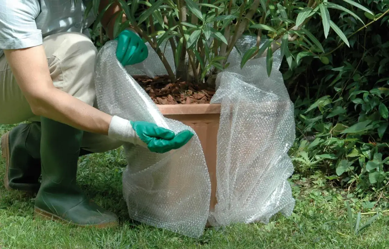 Persona con guanti verdi avvolge una pianta in vaso con pluriball per proteggere le piante dal freddo sul balcone.