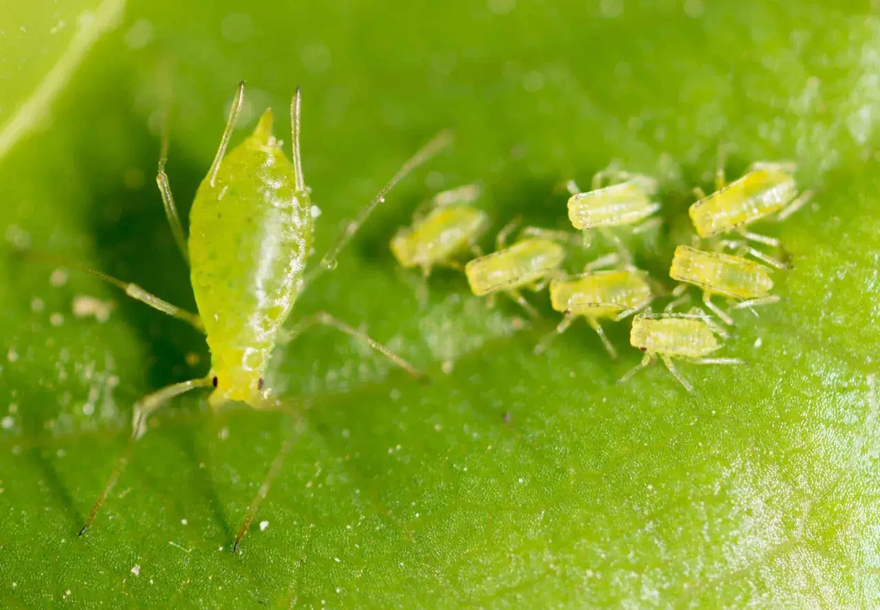 Un afide madre verde guida la sua prole, mostrando diversi tipi di afidi in miniatura su una foglia.