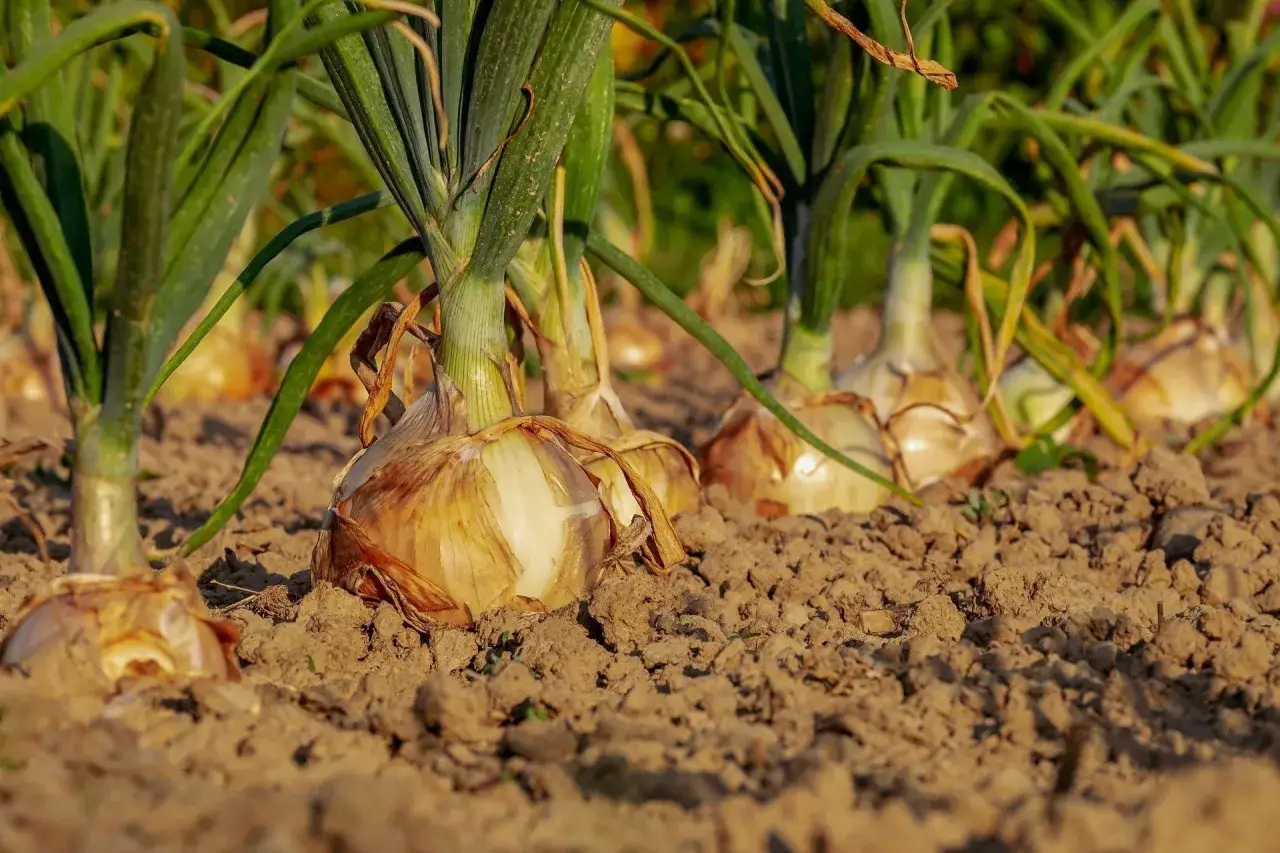 Cipolle mature pronte per la raccolta, un segno che la semina cipolle &egrave; andata a buon fine.