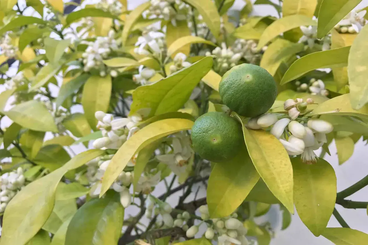 Due limoni acerbi, uno pi&ugrave; in alto e uno pi&ugrave; in basso, su un ramo fiorito. Sembrano un limone maschio e femmina in attesa di maturare.