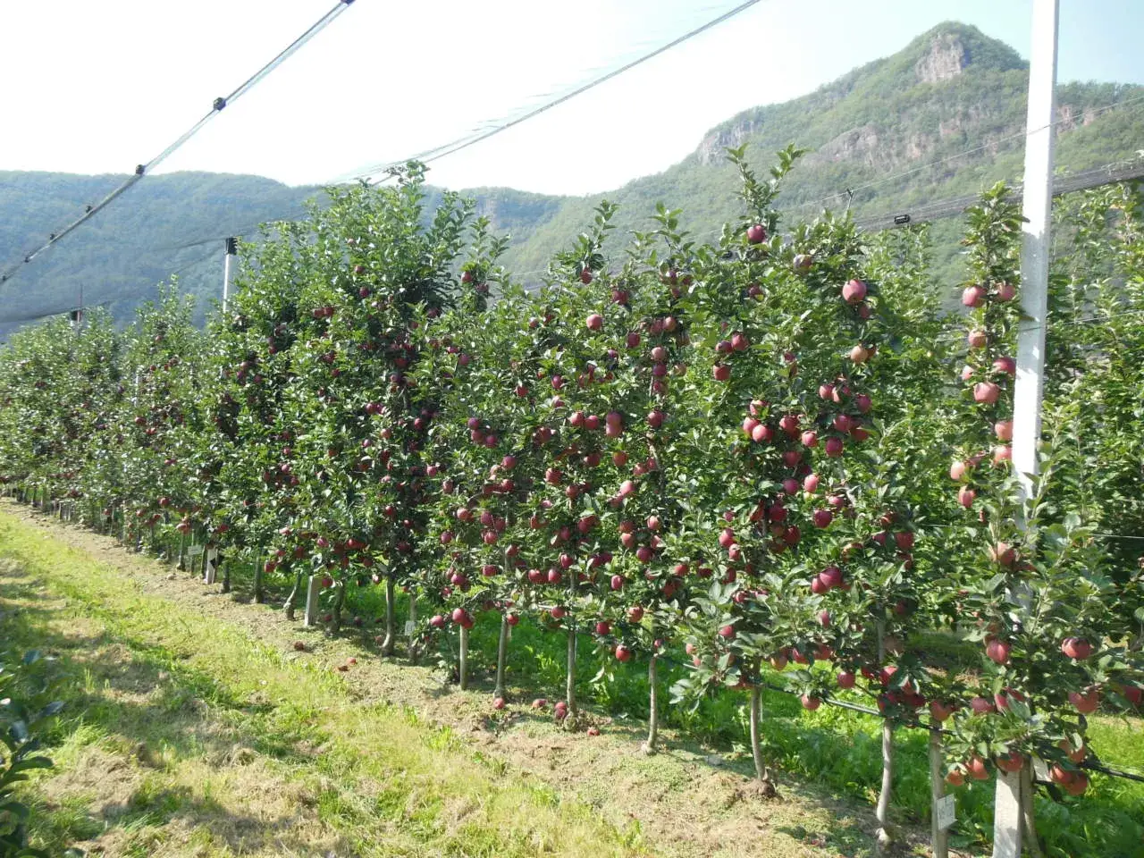 Fila di alberi di mele carichi di frutti rossi, con montagne verdi sullo sfondo e una rete protettiva in alto.