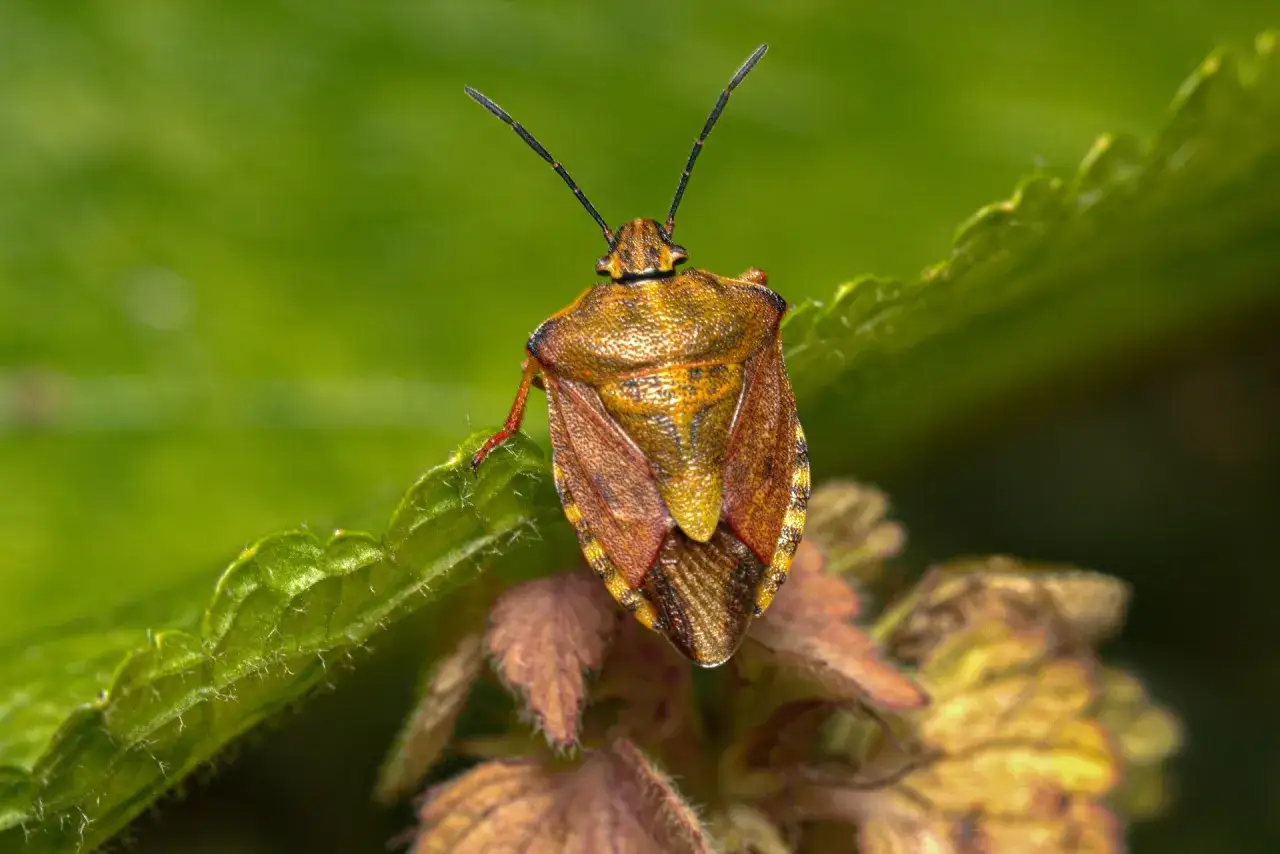 Insetto simile a una cimice, con un corpo marrone dorato e ali screziate, posato su una foglia verde.