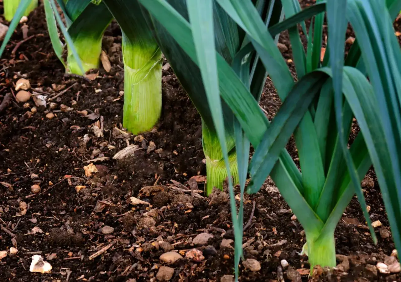 Porri verdi e rigogliosi spuntano dal terreno fertile, segno che la porri stagione &egrave; nel pieno del suo splendore.