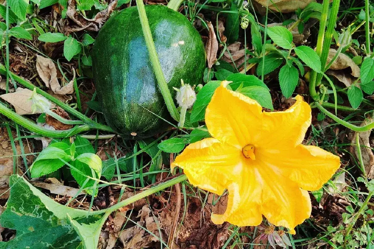 Una zucca verde acerba e un fiore giallo brillante, segni della zucca coltivazione.