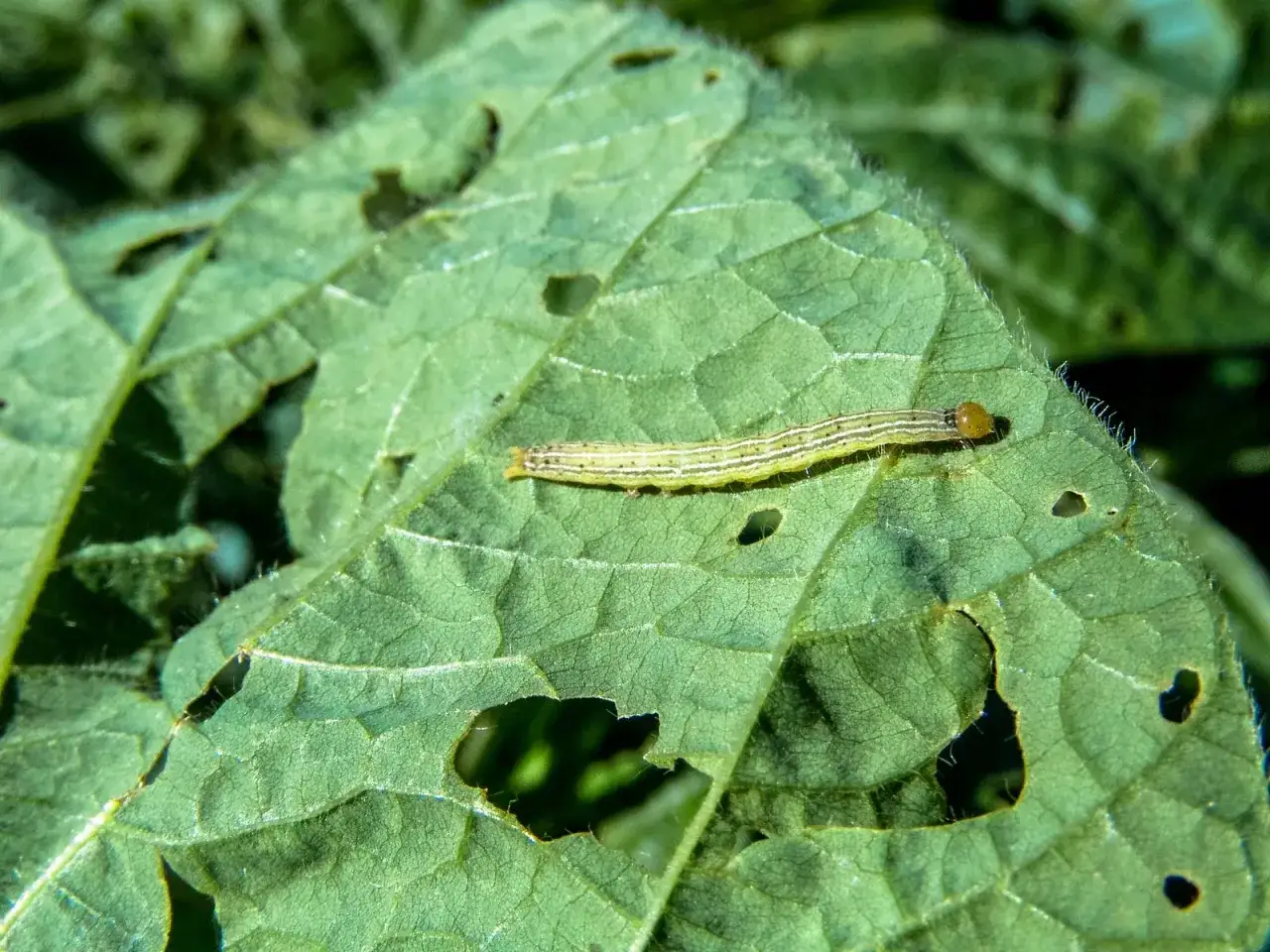Un bruco verde su una foglia rovinata. Scopri come eliminarli con rimedi naturali per proteggere le tue piante.