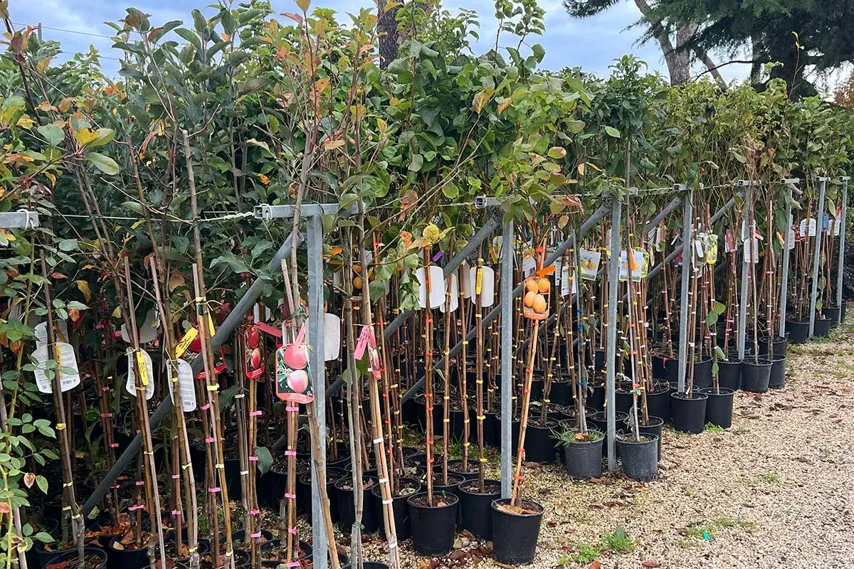 Filari di giovani alberi da frutto in vaso, pronti per essere piantati. La stagione ideale per sapere quando piantare alberi da frutto &egrave; vicina.