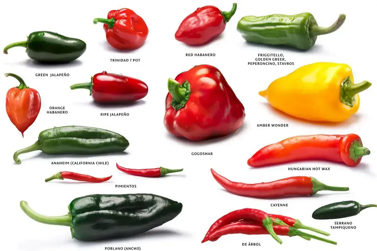 Variet&agrave; di peperoncini piccanti: Jalape&ntilde;o, Habanero, Trinidad 7 Pot, Anaheim, Pimientos, GogoShar, Friggittello, Amber Wonder, Hungarian Hot Wax, Cayenne, Serrano, De &Aacute;rbol.