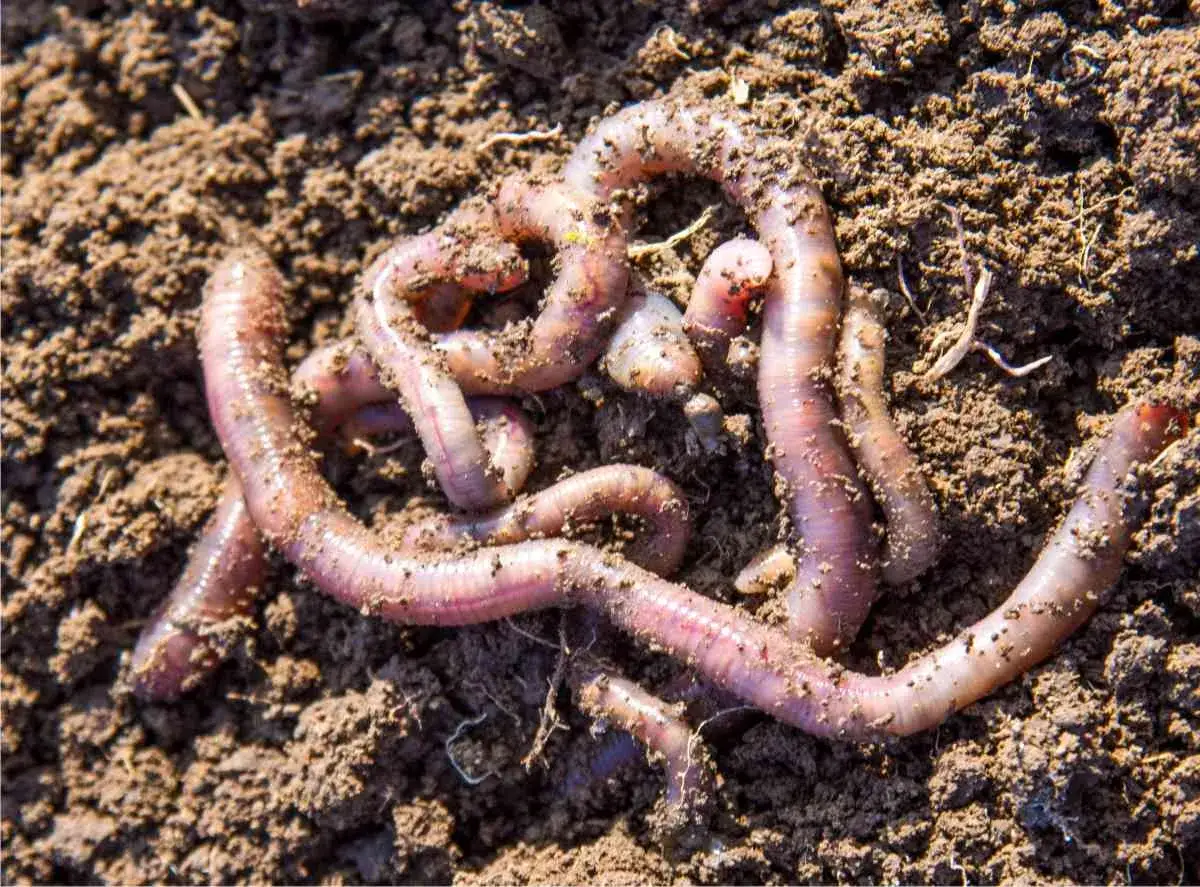 Un gruppo di lombrichi si muove nel terreno umido, un segno di un sano allevamento lombrichi.