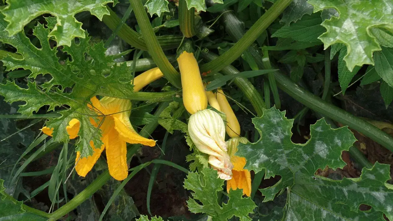 La pianta di zucca mostra frutti gialli in crescita, fiori vivaci e foglie verdi frastagliate.