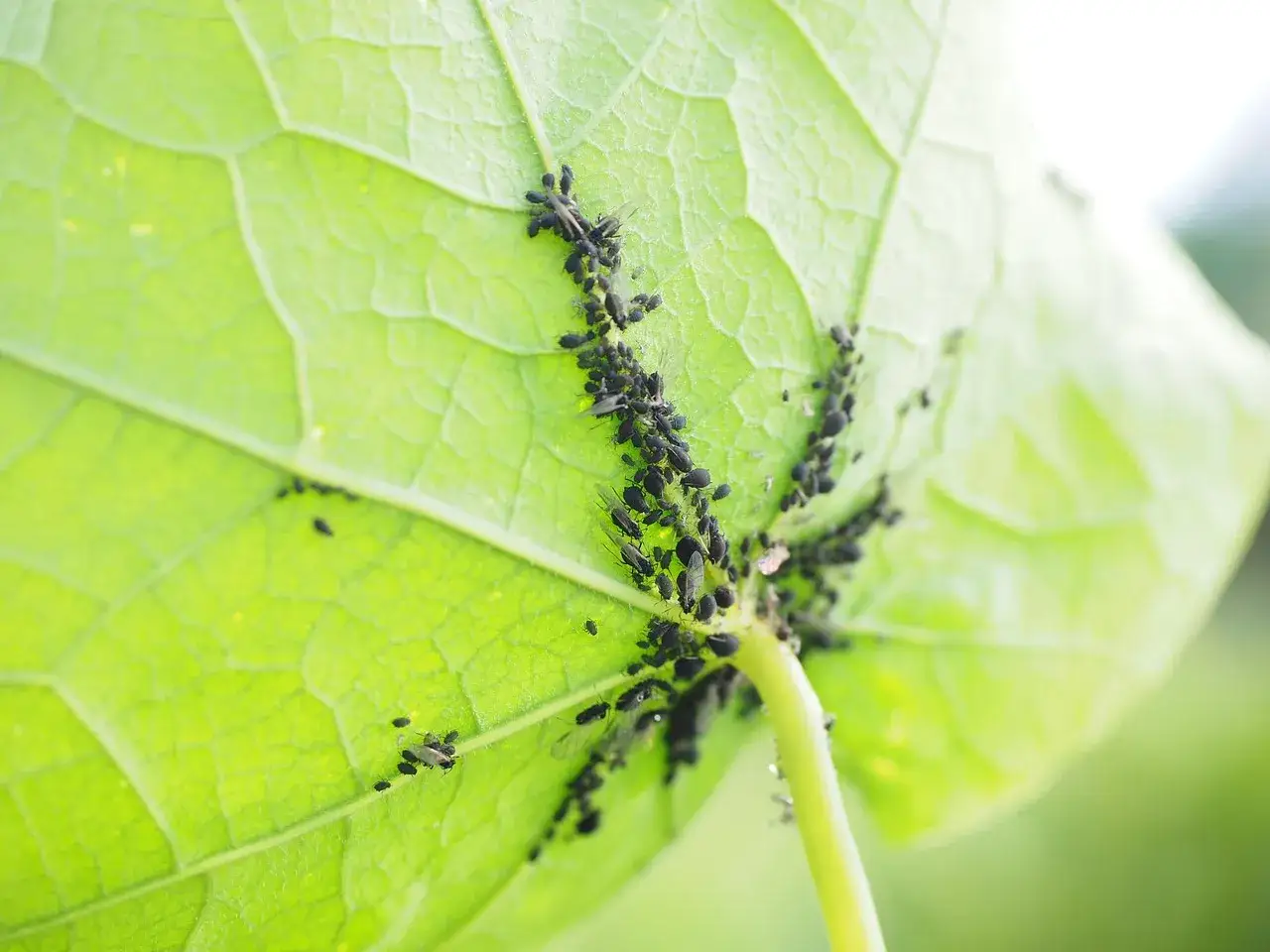 Piccoli insetti neri infestano la pagina inferiore di una foglia verde brillante, alcuni con ali. Si notano anche minuscole uova bianche.