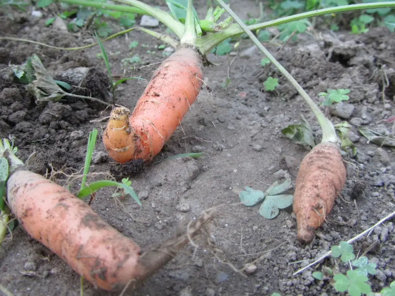 Carote arancioni, appena raccolte, con terra e radici visibili. Una carota ha una piccola protuberanza, quasi un 