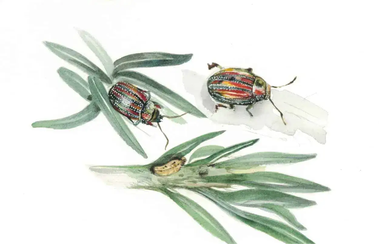 Due coleotteri Chrysolina americana, uno su un ramo verde, l'altro su una foglia. Sotto, una crisalide.