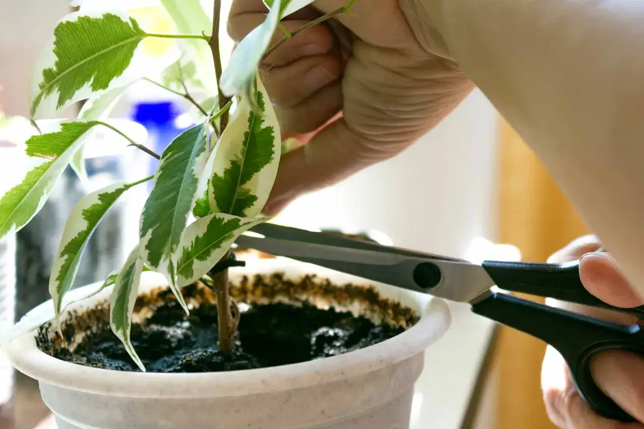 Mano che pota una pianta con forbici, gesto essenziale per disinfettare attrezzi potatura e mantenere la salute delle piante.