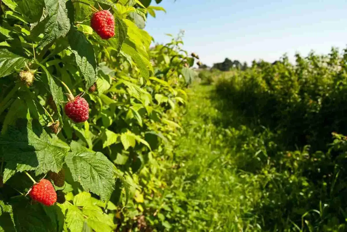 Lamponi maturi pendono dai rami in un campo, mostrando la bellezza della lamponi coltivazione in terra sotto un cielo azzurro.