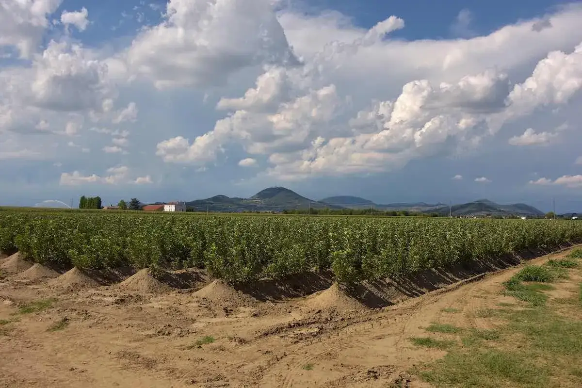 Campo di giovani meli, ancora bassi, con colline sullo sfondo e un cielo nuvoloso.