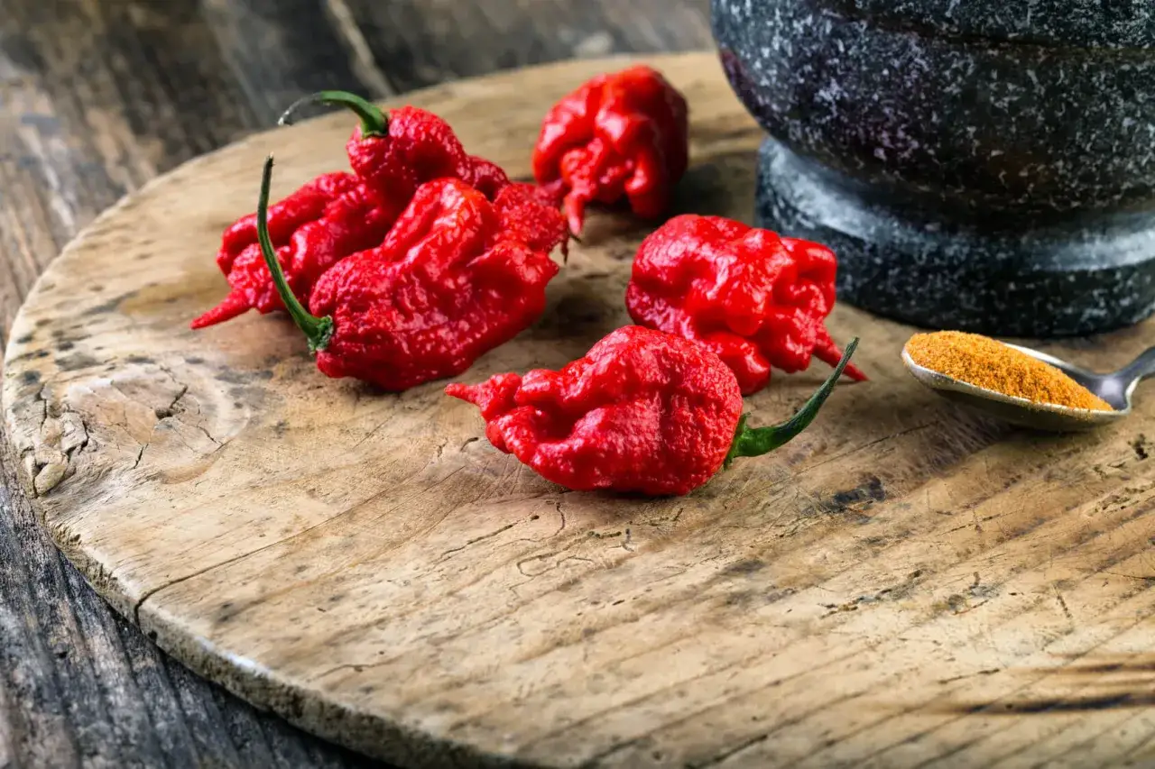 Cinque peperoncini rossi, dall'aspetto rugoso e minaccioso, pronti a scatenare il loro calore. Forse sono il peperoncino pi&ugrave; piccante al mondo.